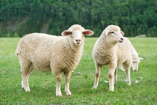 Why Organic Wool